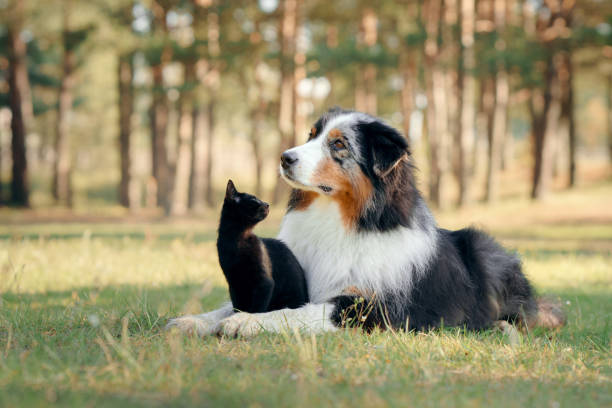istock dogs and a black cat. Australian Shepherd in nature 1895967483