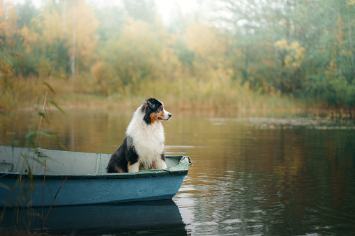 dog in a boat, autumn mood. Tricolor australian shepherd in nature