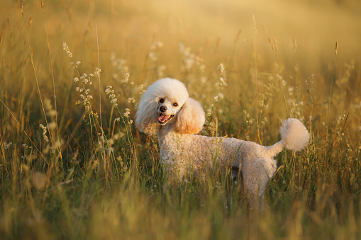 small white poodle running on the grass. Pet in nature.