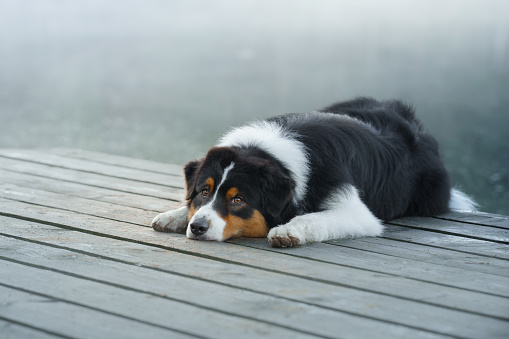 the dog lies on a wooden bridge on the lake. Tricolor australian shepherd in nature