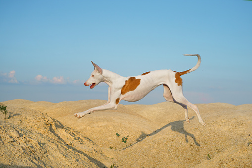 dog jumps through the sand dunes. Graceful Ibizan greyhound on a sky background. Pet in nature.