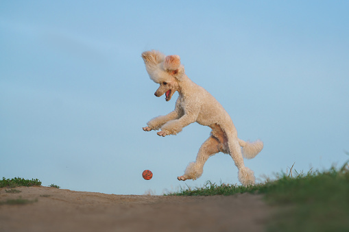 Funny dog playing. small white poodle with a ball. Active pet in nature
