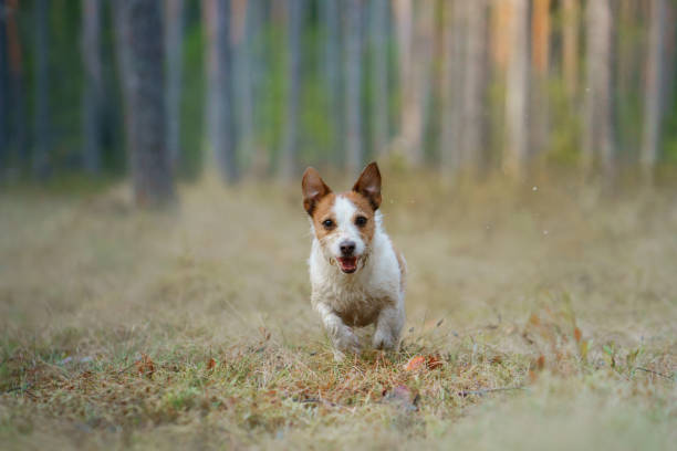istock dog runs in a pine forest. little active jack russell in nature 1895968614