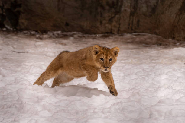 lion cub running in the snow