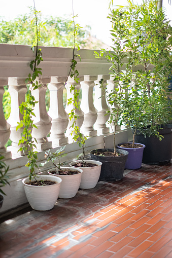 Close-up group of variety potted plants in balcony under a sunlight