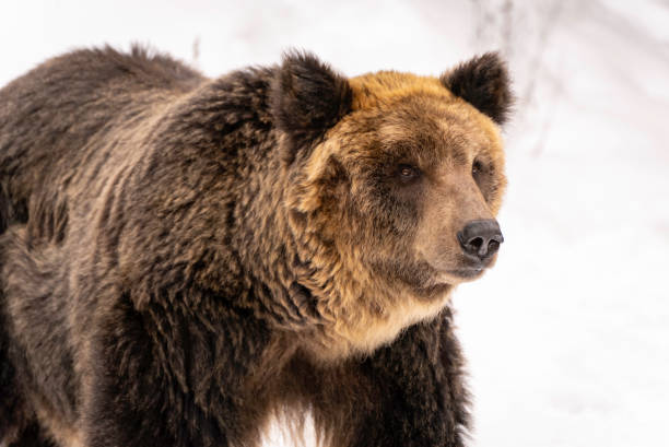 istock Ezo brown bear in the snow 1895972258