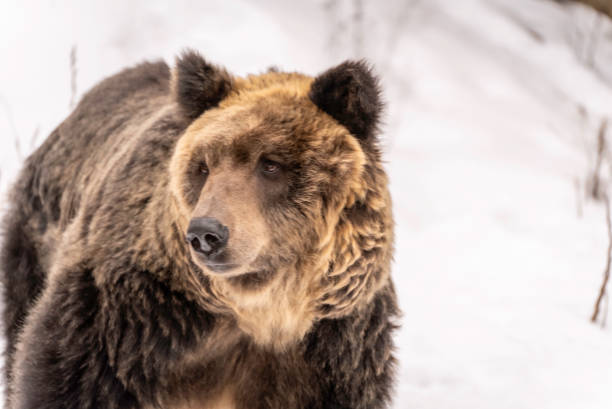 istock Ezo brown bear in the snow 1895973843