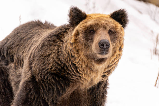 Ezo brown bear in the snow