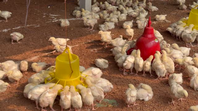 Feeding Broiler Young Chicks For Faster Growth in a poultry farm