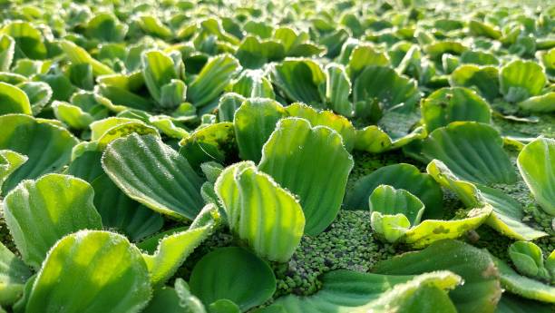 istock beautiful wild plants growing in lake water 1896116486