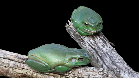 Australian Green Tree Frogs resting on log