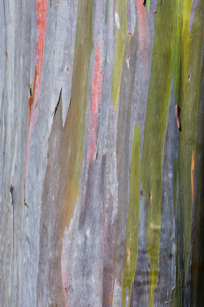 istock Colorful abstract texture of eucalyptus trees bark 1896160498