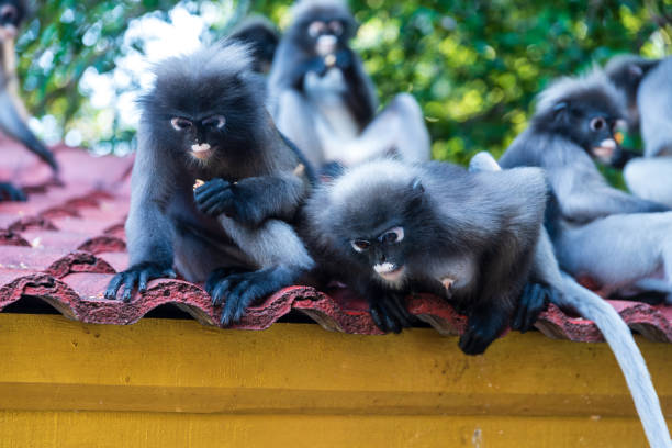 Semnopithecus Entellus Group of Monkeys on a roof indochina stock pictures, royalty-free photos & images