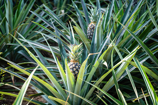 Views of a Pineapple on a plant