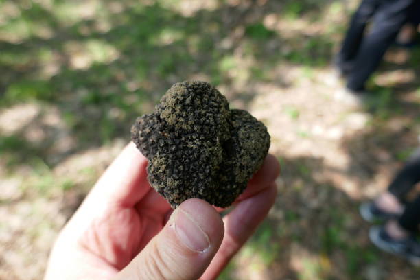Fresh truffle found and dug up and held in hand to display