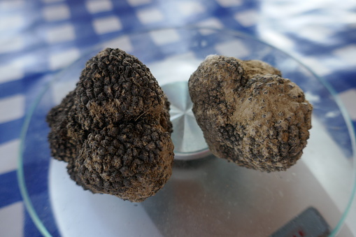 Close-up of harvested black truffle fungi