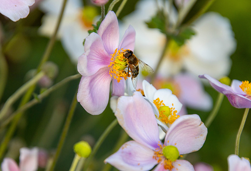 Macro of a bee on a japanese anemone blossom with blurred background. save the bees concept.