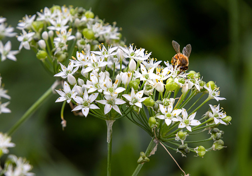 Bee, Lavender, Winnipeg, Manitoba, Nature, Close-up, Insect, Pollinator, Flora, Canada