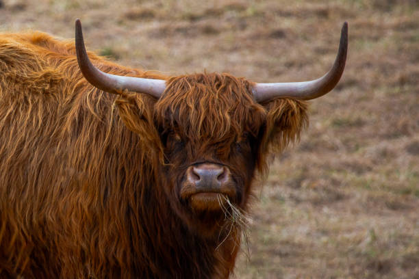 istock Scottish Highland Cow on the farm 1896183656