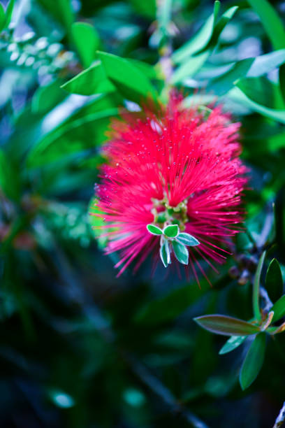 istock Close up Macro Plant Photography 1896221594