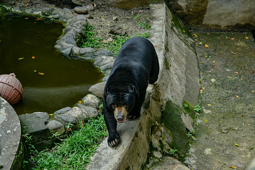 Sun Bear (Helarctos malayanus) was seen at the Ragunan Zoo in Jakarta. This animal is a rare animal and is a protected animal in Indonesia