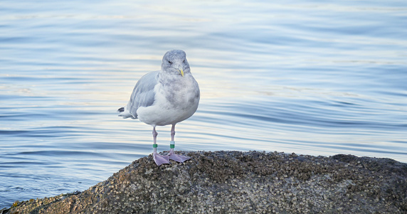 Seagull on a beach near the Lions Gate Bridge at Stanley Park in Vancouver, British Columbia, Canada.