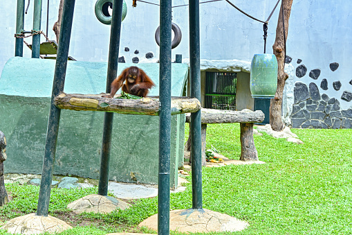 Orangutan cubs playing at Ragunan Zoo, JakartaOrangutan cubs playing at Ragunan Zoo, Jakarta