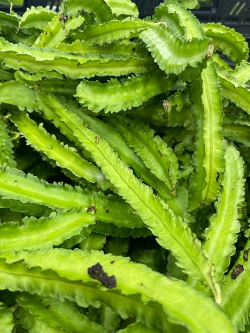 Pile of winged bean in fresh market
