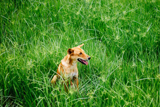 Free Stock Photo of Brown Dog Standing on Lush Green Field | Download ...