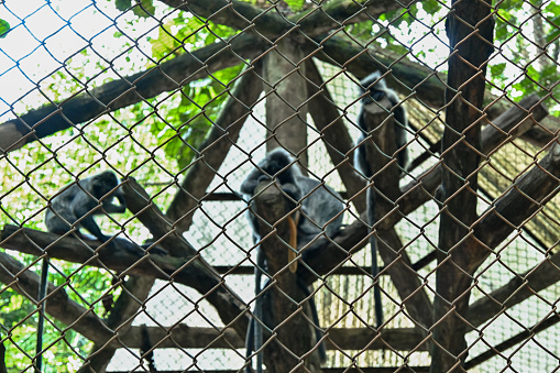 Ragunan, Indonesia- December 29, 2023; Javanese Langur or Trachypithecus auratus at Ragunan Zoo, Jakarta