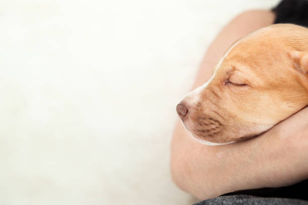 istock Cute puppy sleeping on pet owners arm. 1896265028