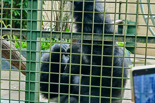 Ragunan, Indonesia - December 29, 2023: Gorilla named Komo in the Ragunan zoo enclosure, Jakarta