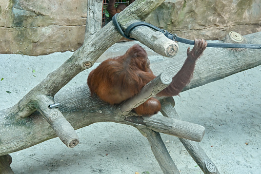 Orangutan activities at Ragunan Zoo, Jakarta