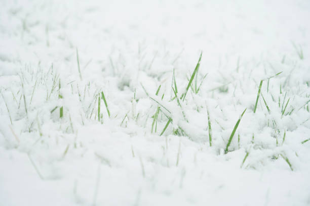 istock green grass in the snow 1896279874