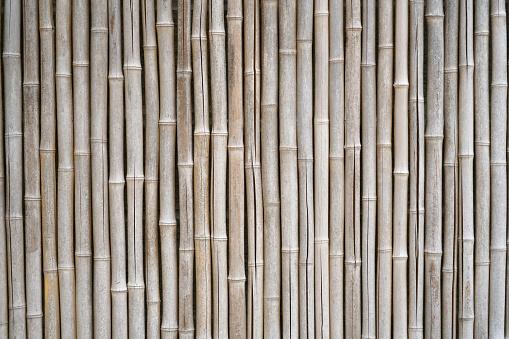 Abstract photo of bamboo forest in Hau Giang province, Mekong Delta