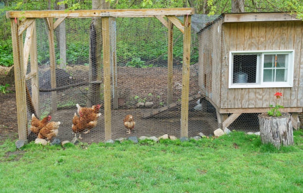 istock close up on chicken in side coop in back yard 1896287050