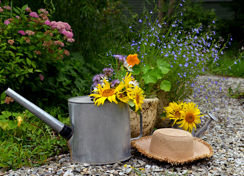 Beautiful still life with sunflowers, watering can and hat in the garden. Romantic greeting card for birthday, Valentines, Mothers Day concept. Summer countryside background with vintage objects
