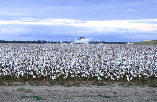 A cotton field with a blue sunset with an industrial building in the distance in rural Arkansas