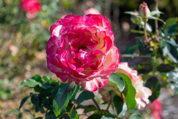 istock Hybrid Tea Rose Fire and Ice Rose 1896304947