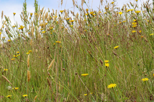 Free Stock Photo of Field of Tall Grass Covered in Yellow Flowers ...