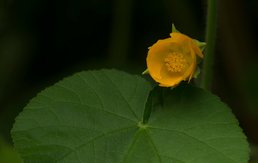 Open Growing Abutilon Grandifolium Flower