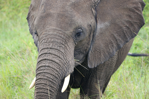 A portrait of an African elephant