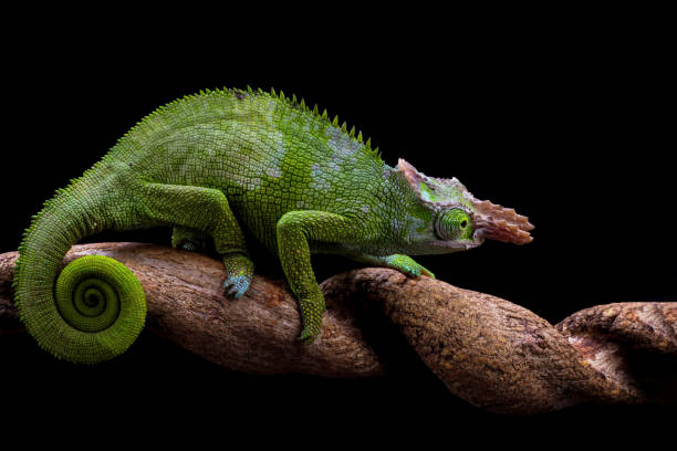 istock female fischer chameleon isolated on black background 1896373208
