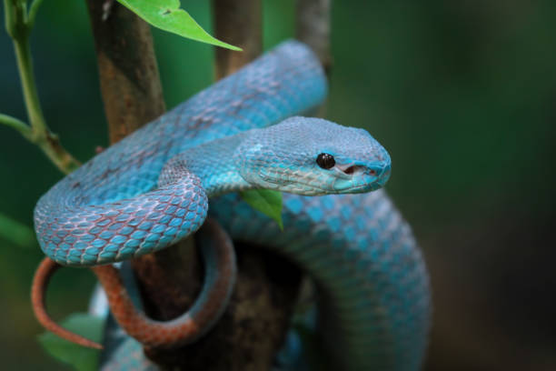istock Blue viper snake insularis, trimeresurus Insularis 1896373211