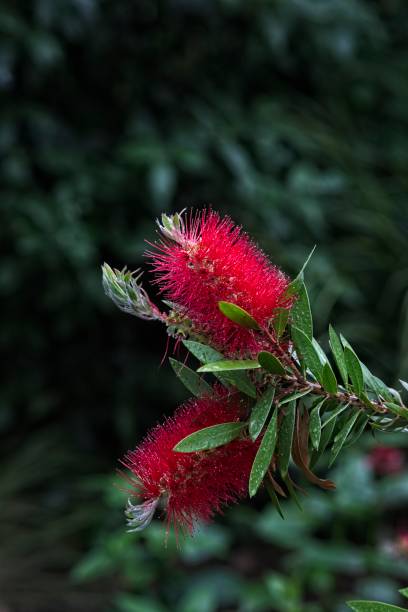 istock Common Bottlebrush Duo in Verdant Embrace 1896401801