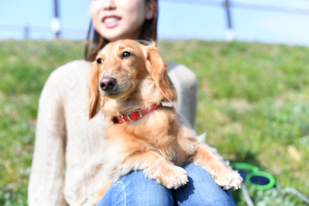 Dachshund sitting on owner's lap outdoors