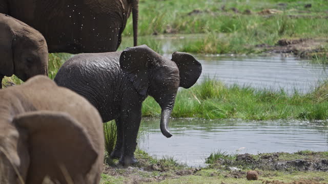 Baby Elephants or Elephant calves frolicking in the muddy waters in Masai Mara