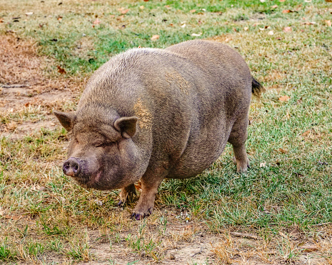 A Large Brown Pot Bellied Pig Standing In Grass