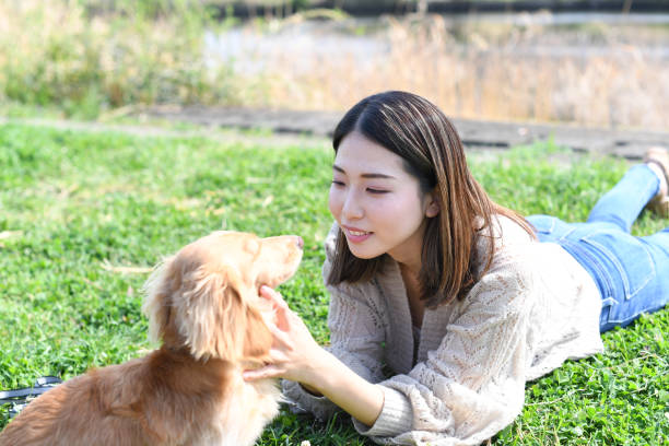 istock A young Asian female owner plays with her pet dachshund while lying on the grass during a walk 1896470136