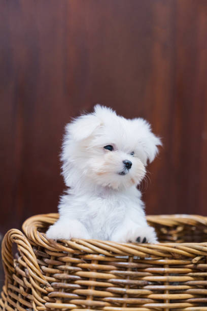 istock Maltese Terrier puppy on the basket. 1896485108